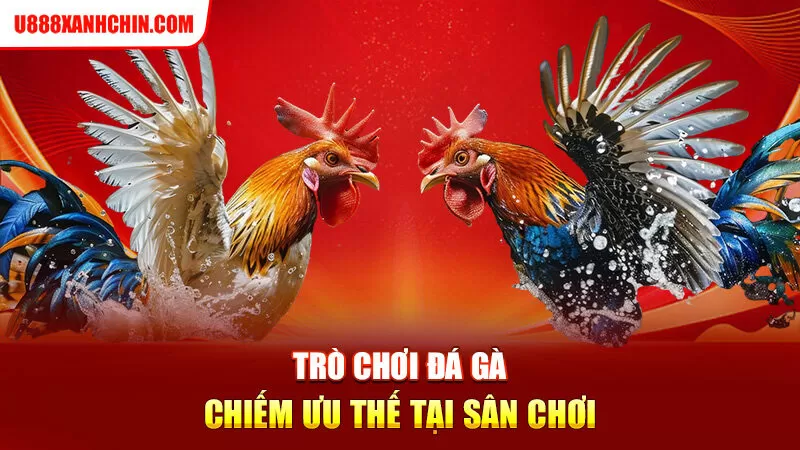 Trò chơi đá gà chiếm ưu thế tại sân chơi